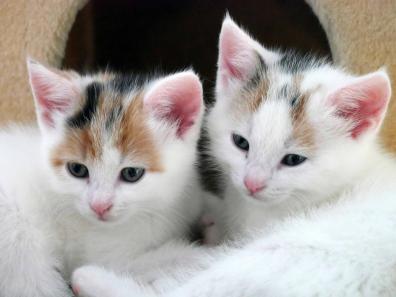 Sozialverhalten lernen Katzenkinder auch von ihren Geschwistern.